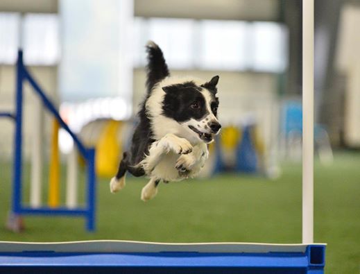 SequelLongJumpBartoOct2014_Tomas